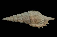 藏品(包氏長鼻螺)的圖片